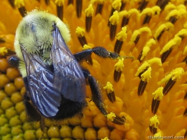 Bee Pollen