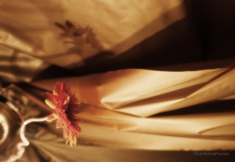 Flower dreams