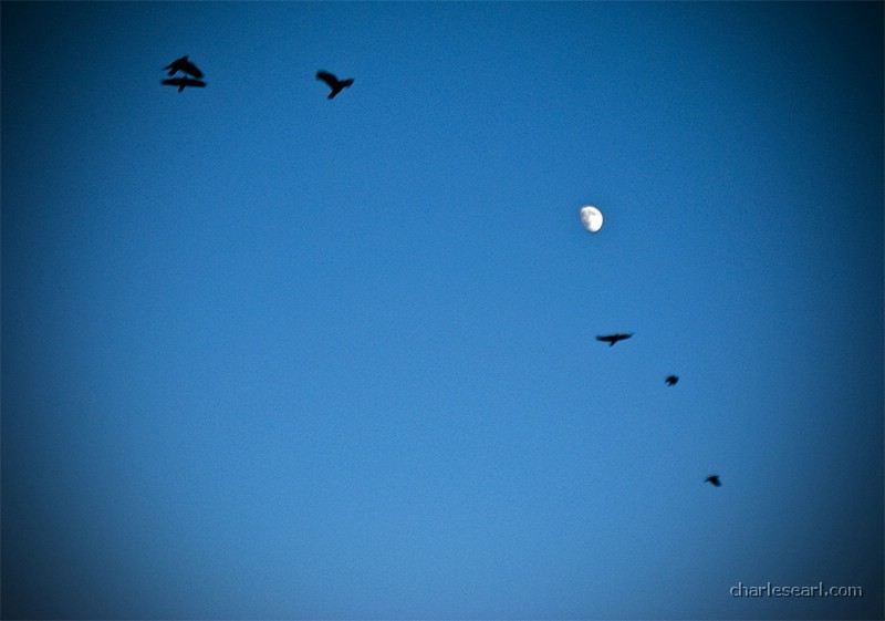 Crows