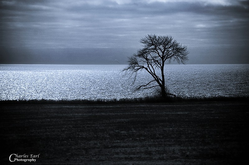 Lone Tree