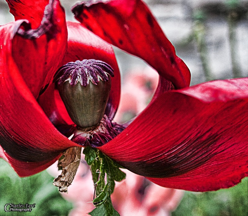 Poppy