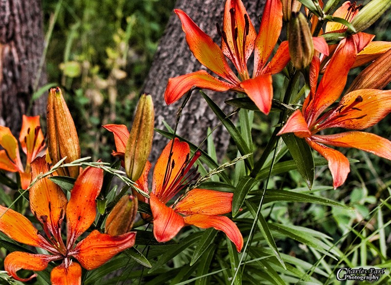 Tiger Lillies