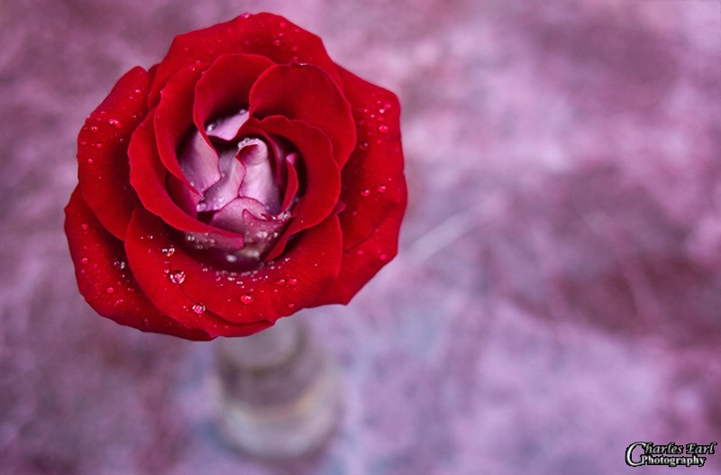 Wet Rose Enslaved