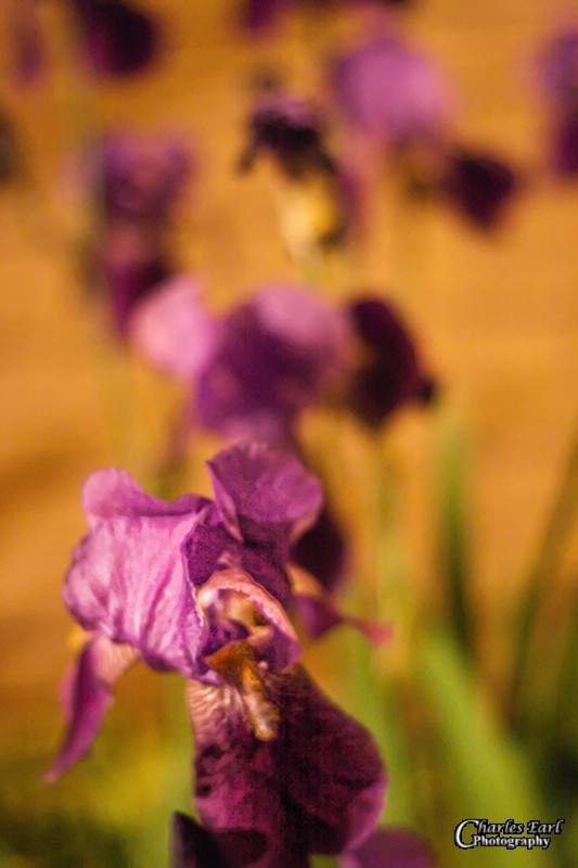 Night Iris