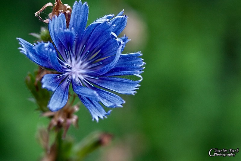 Downtown Garden #1