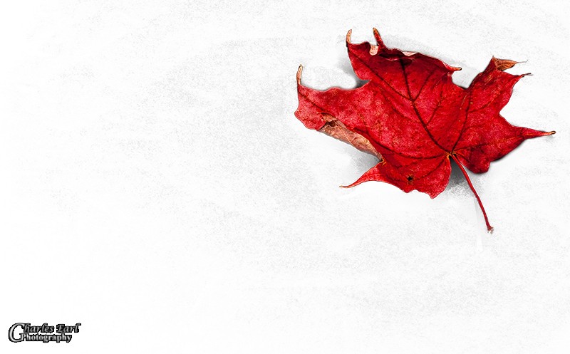 Winter Leaf
