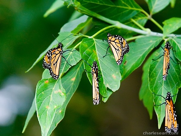 Monarchs