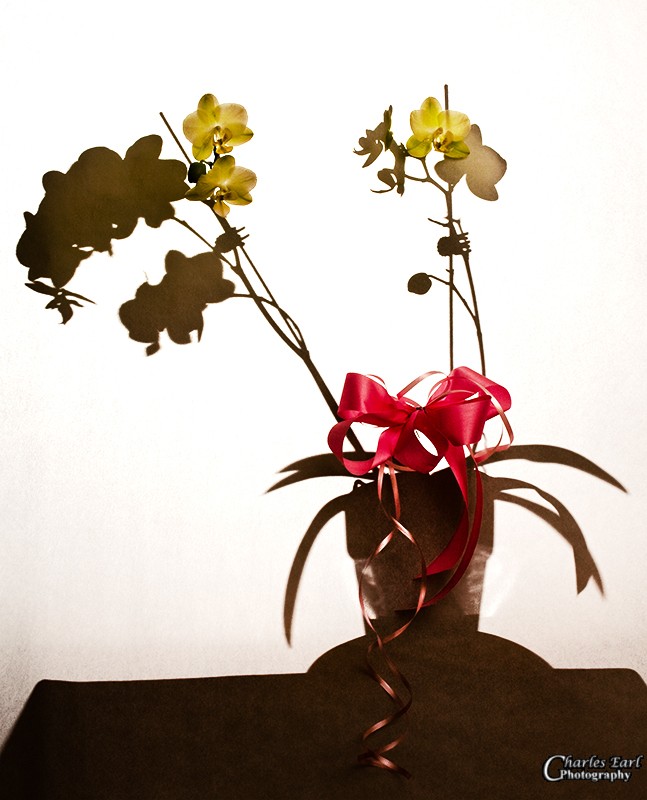 Orchid Dreams