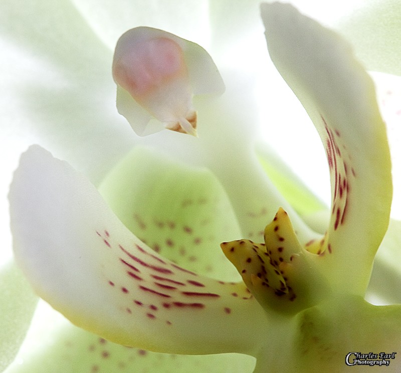 Orchid