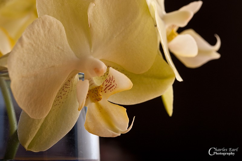 Old Orchid