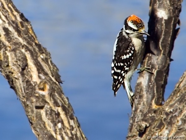 Woodpecker