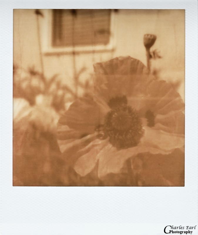 Poppy