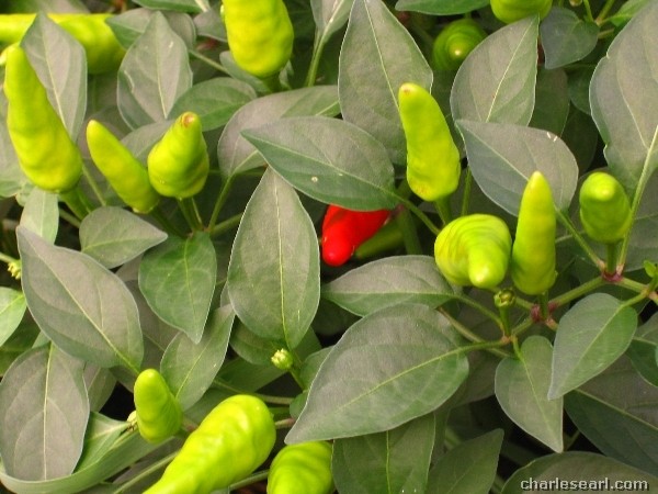 Red Pepper