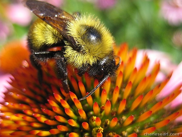 Busy Bee
