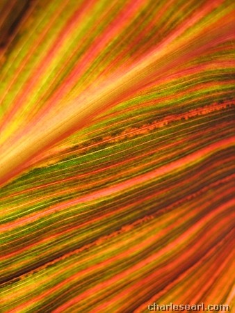 Leaf