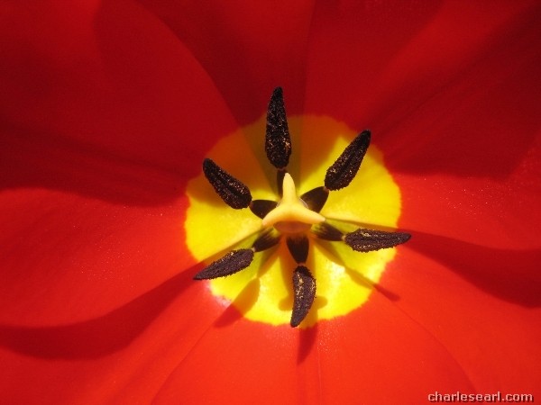 Tulip Flag