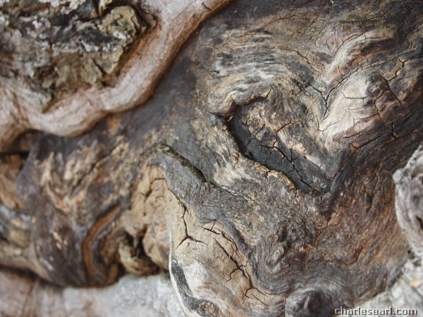 Heartwood