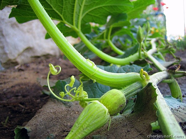Zucchini