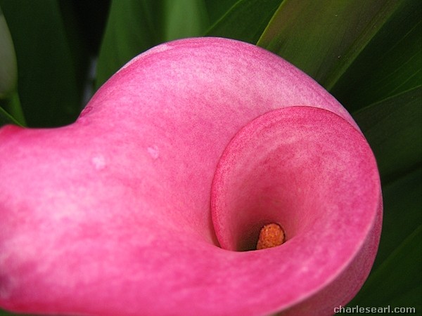 Funnel Flower