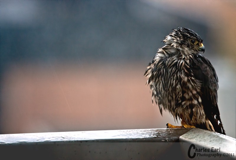 Wet Falcon