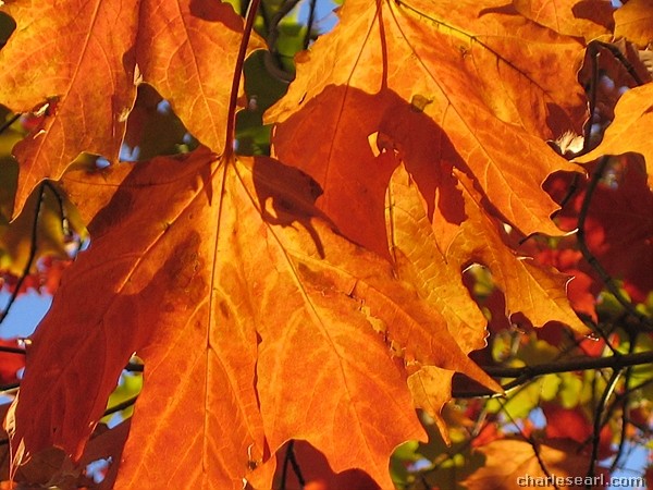 Autumn Leaves