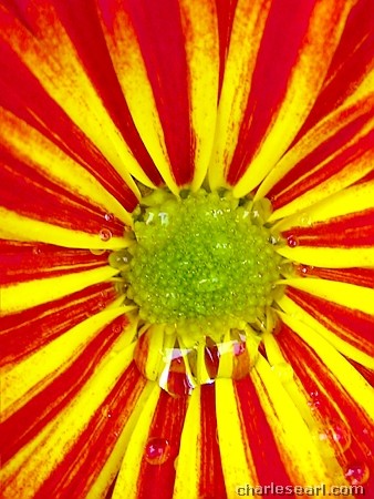 Autumn Flower