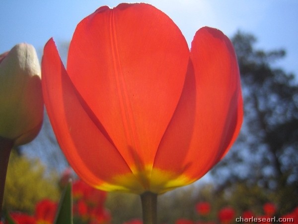 Backlit Tulip