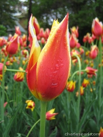 Wet Tulip