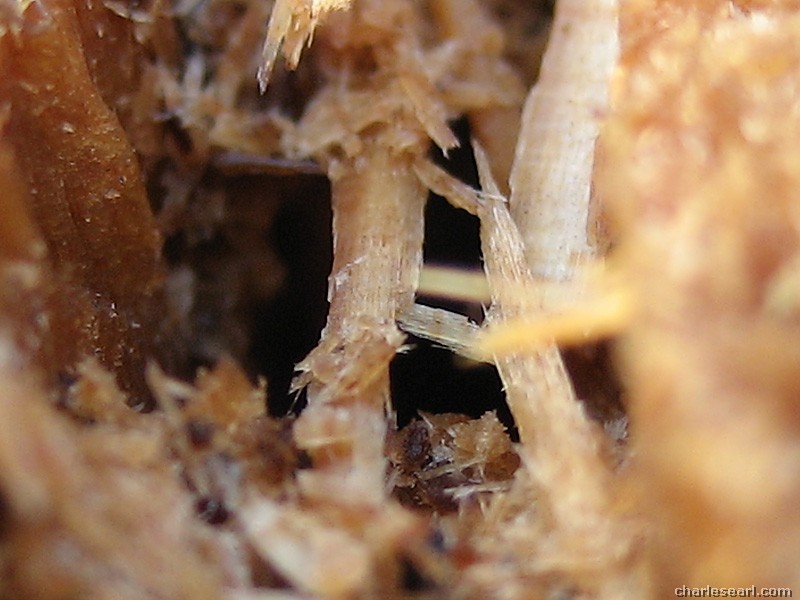 Slivers