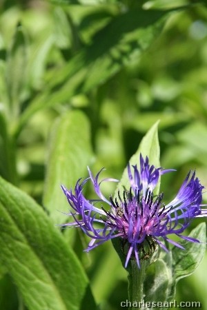 Glebe Flowers 1