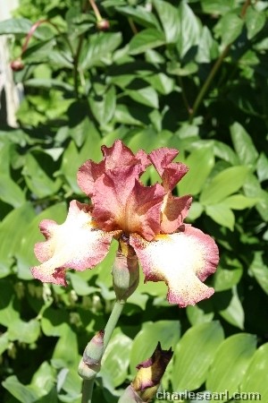Glebe Iris #1