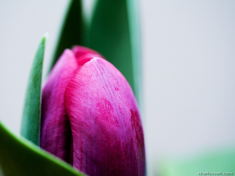 First Tulip of Spring
