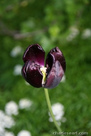 Last Tulip Standing