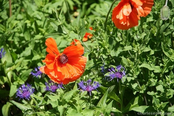 Poppies