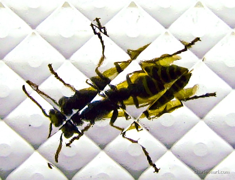 Wasp