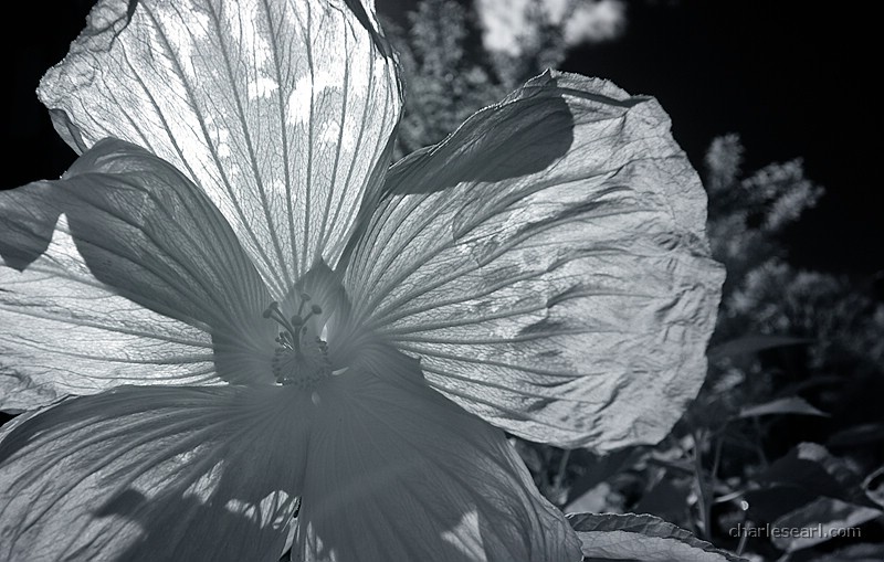 Backlit