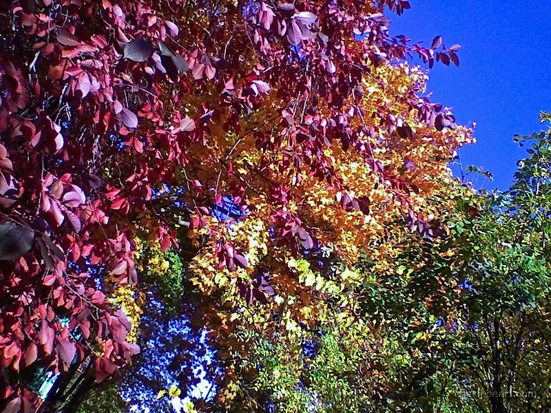 Fall Rainbow
