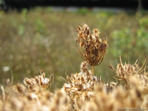 Dry Spell