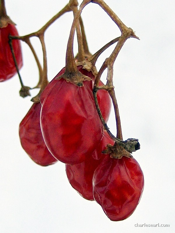 Winter Berries