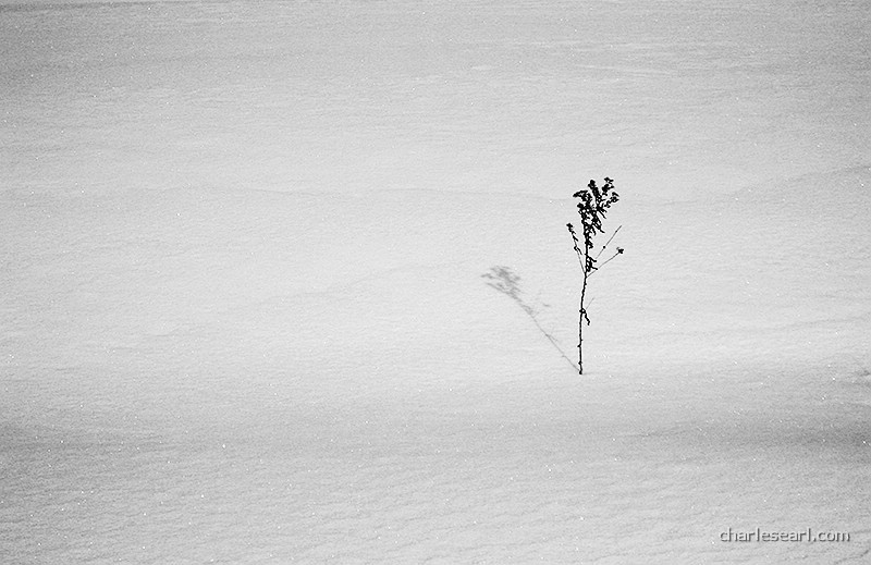 Lone Weed