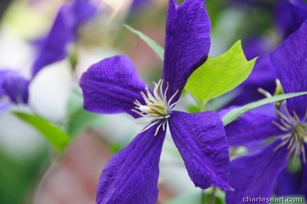 Clematis