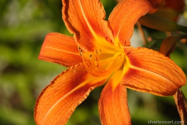 Tiger Lily #1