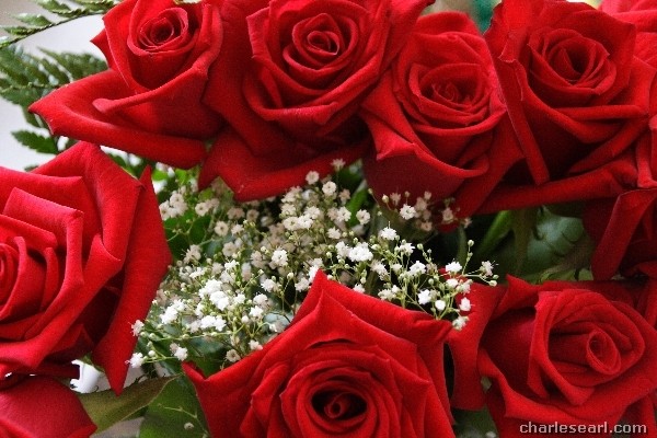 Rose Border