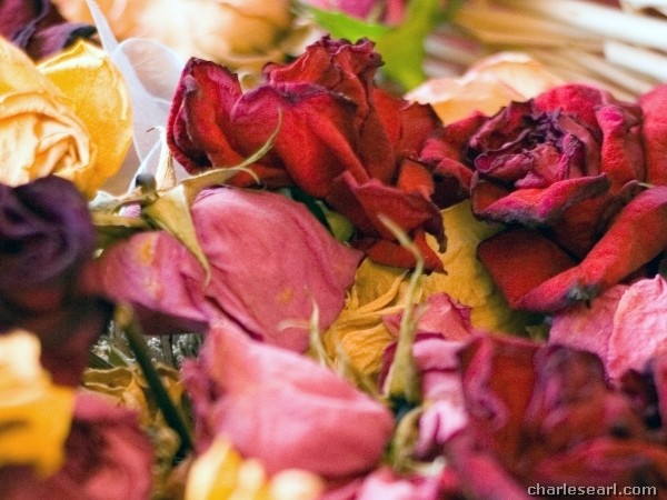 Dead Roses