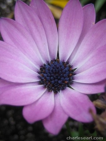 Purple Flower
