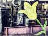 Window Tulip